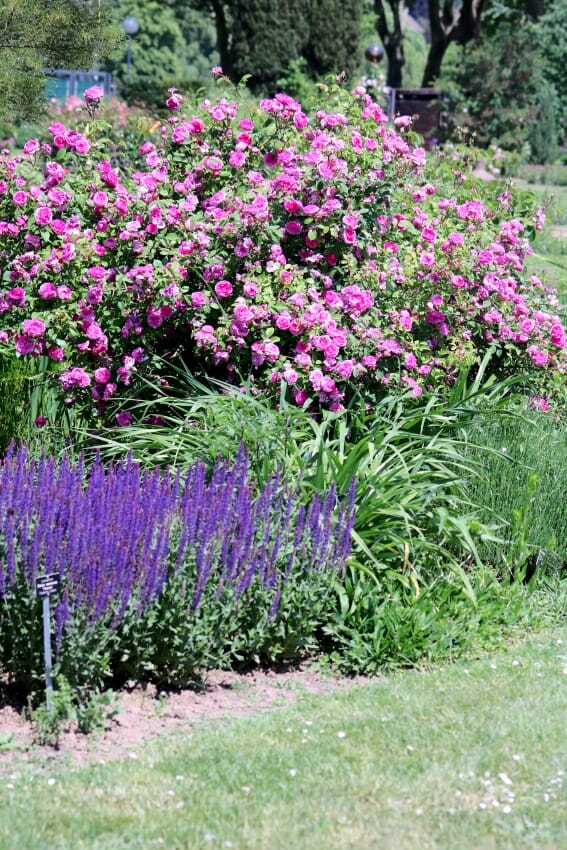 Stauden mit Rosen kombinieren