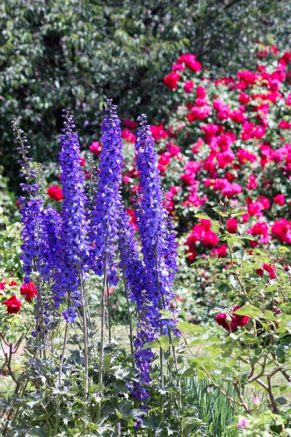 Stauden mit Rosen kombinieren