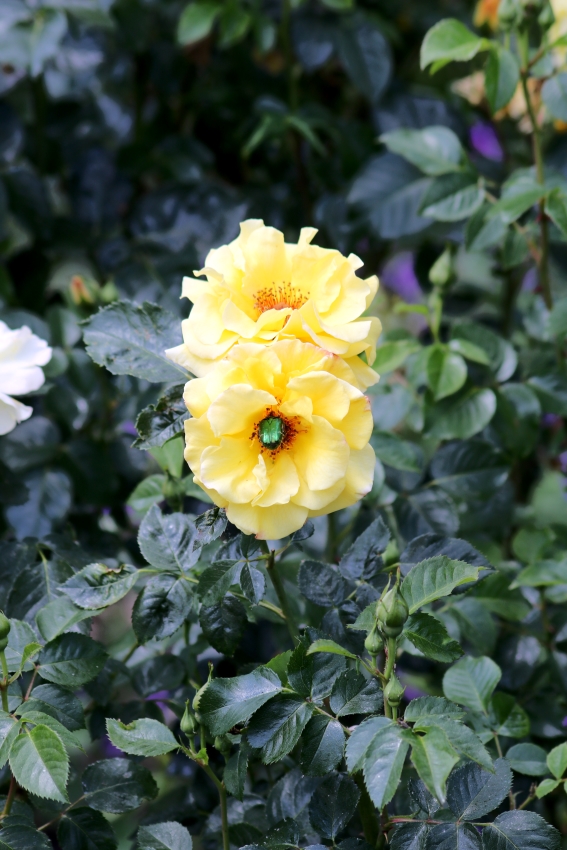 Rosenkäfer auf einer gelben Rosen