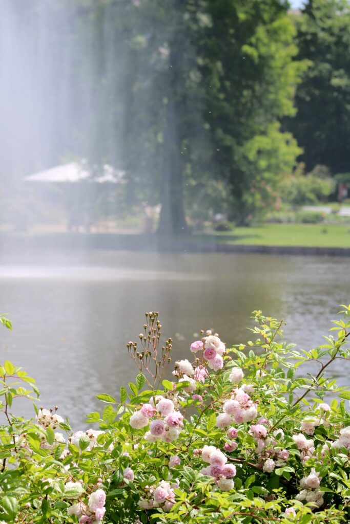 Rosen und Wasser