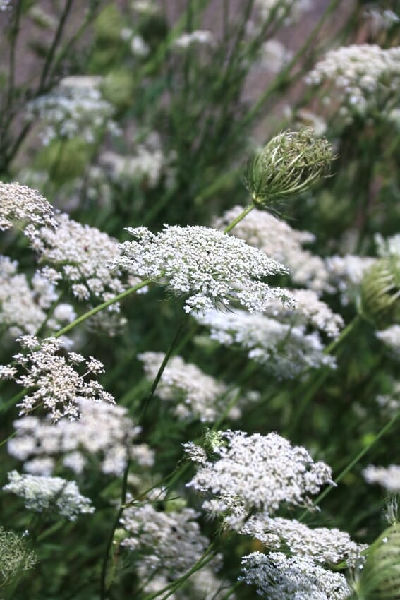 Garten im Klimawandel