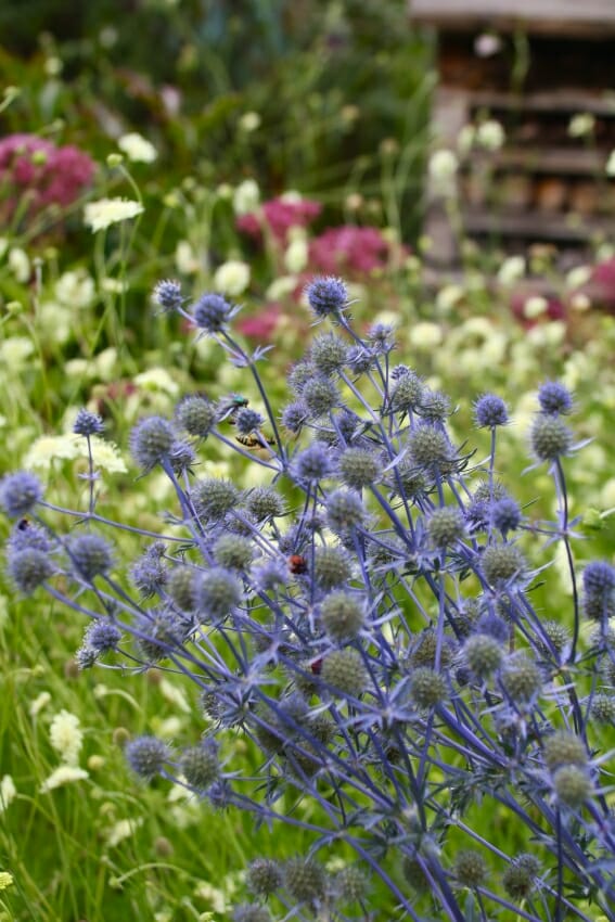 Garten im Klimawandel