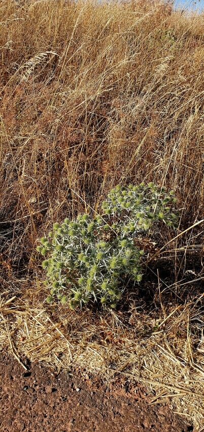 Klimawandel und Trockenheit