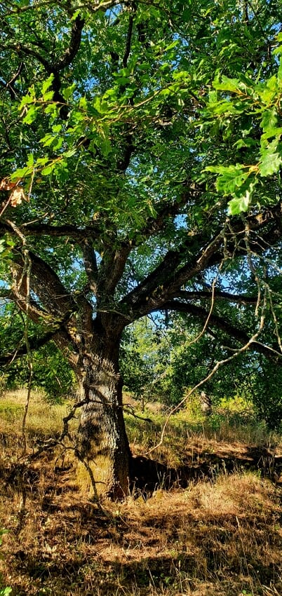 Klimawandel und Trockenheit