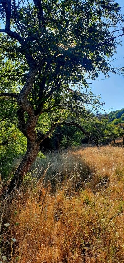 Klimawandel und Trockenheit