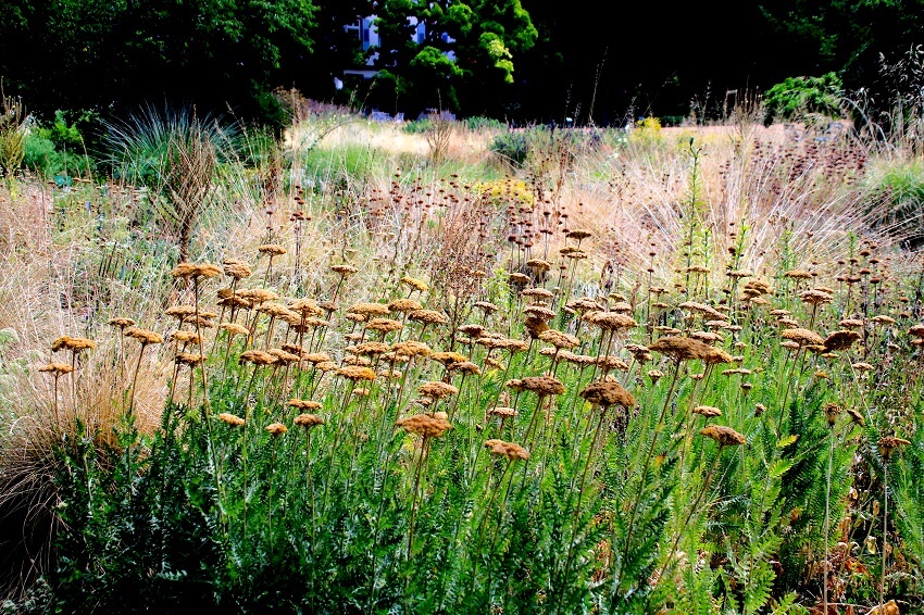 Lebensbereiche der Stauden