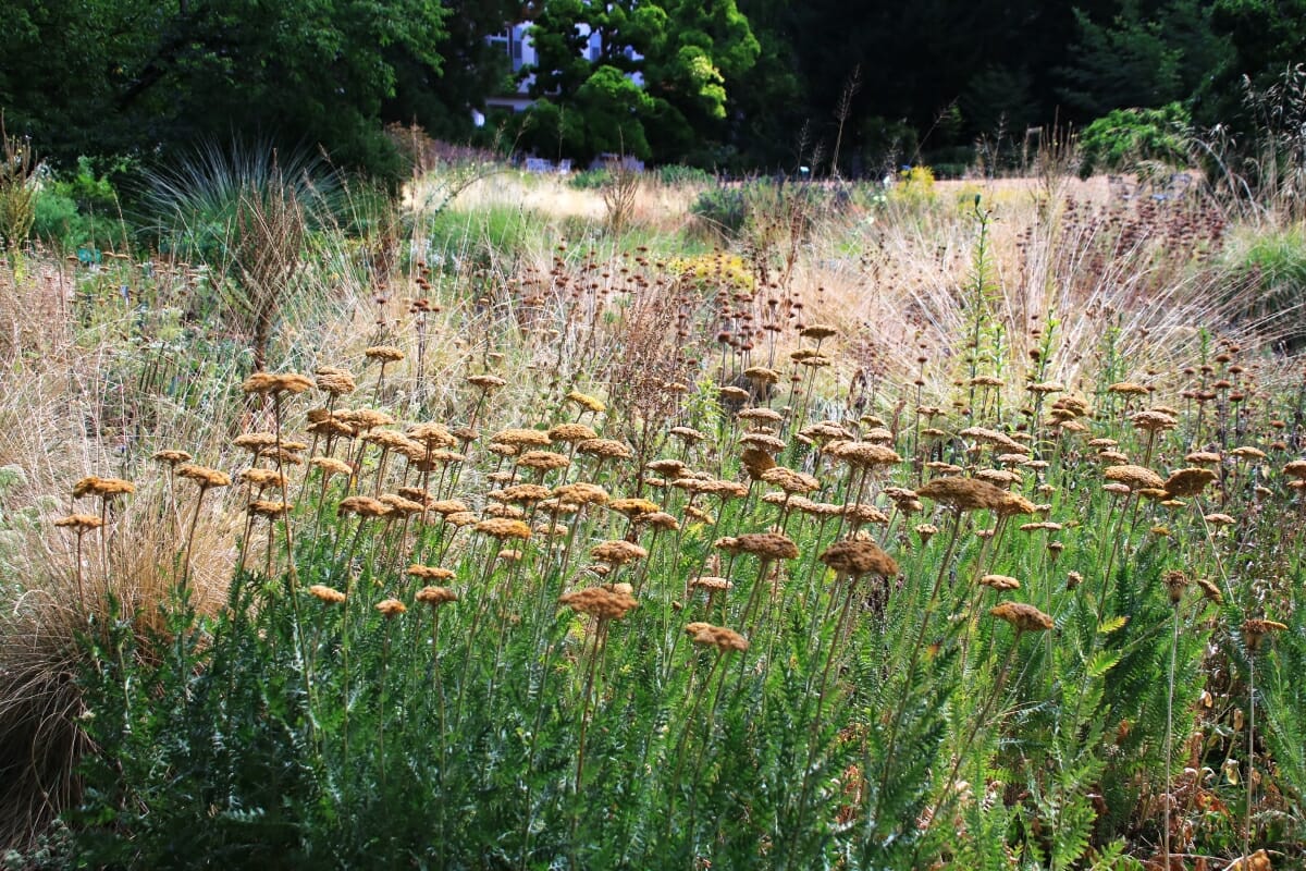 Klimawandel - Garten der Zukunft?