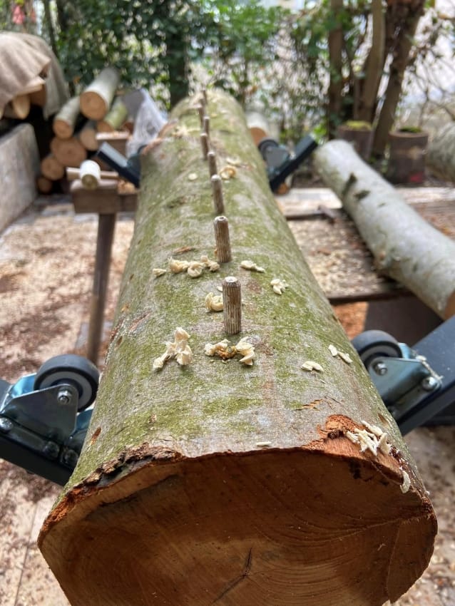 Holz mit Myzel impfen