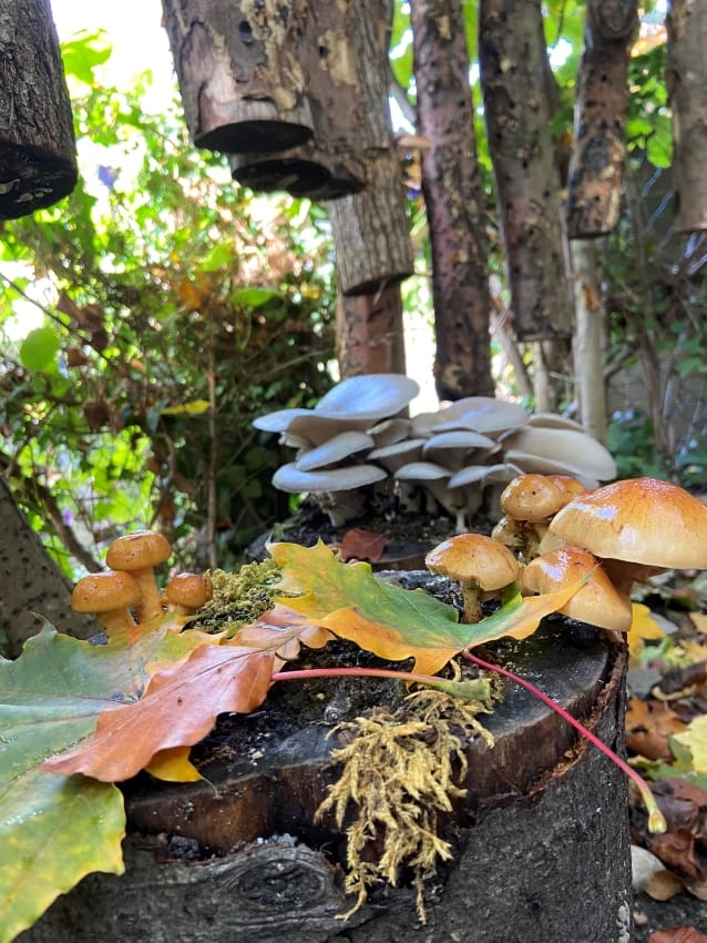 Pilze auf Baumstämme