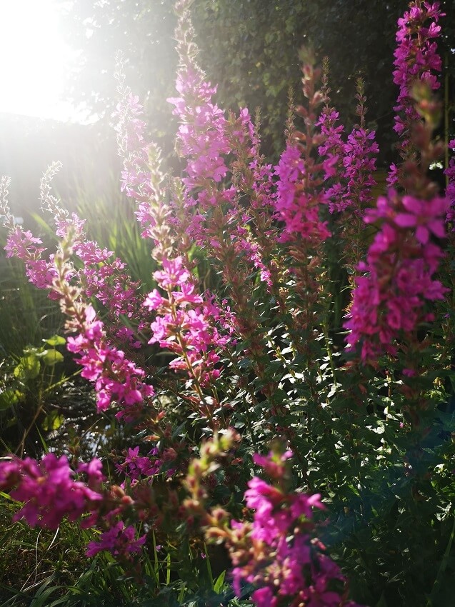 Die schönsten Privatgärten