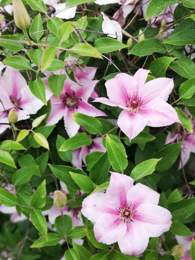 Die schönsten Privatgärten