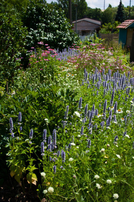 staudenStaudenbeete gartengestaltung pflanzplanung beet