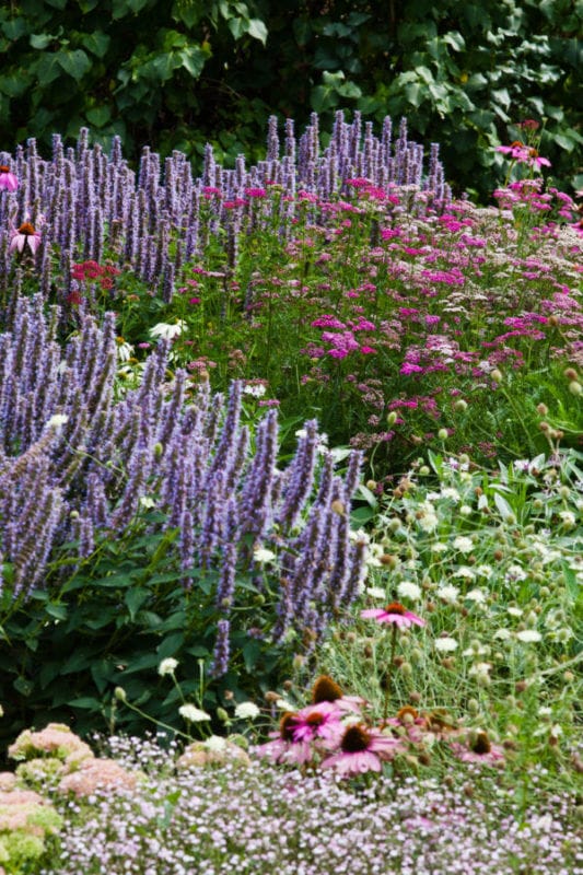 stauden Staudenbeete gartengestaltung pflanzplanung beet