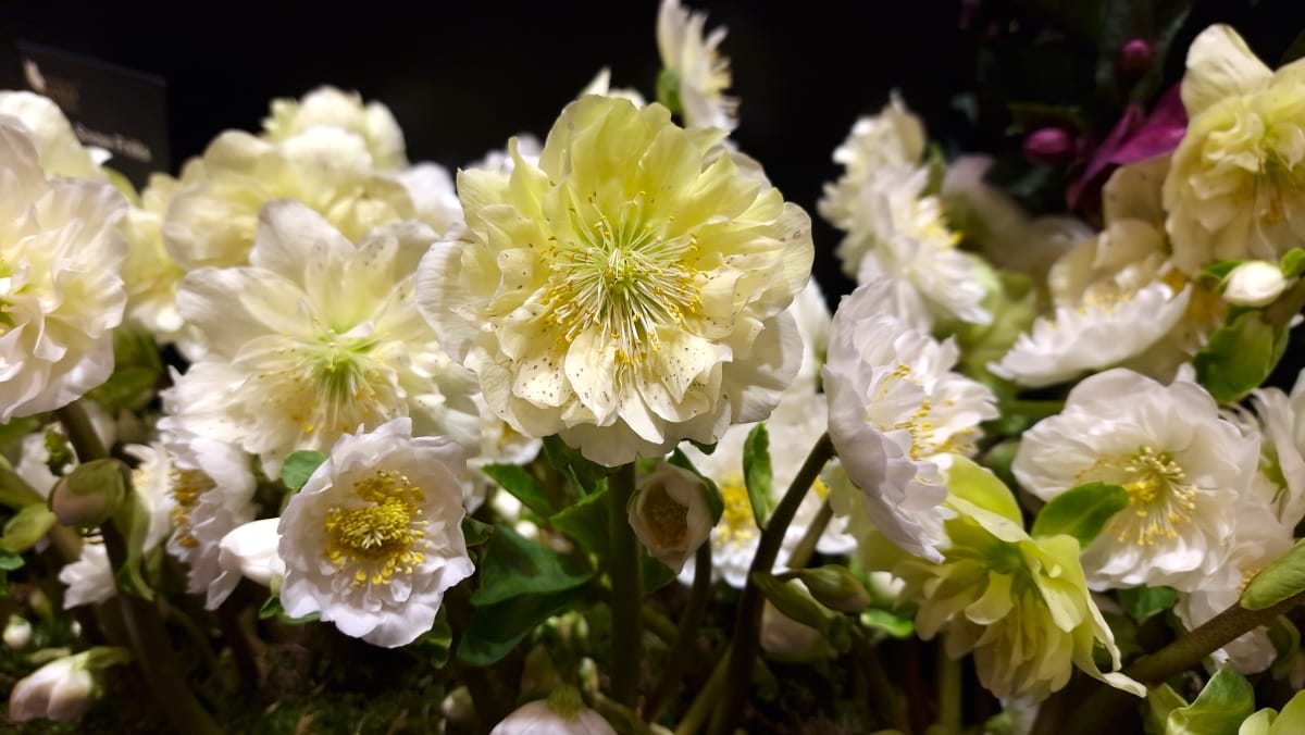 Christrosen, hier Helleborus Gold Collection - Sorte "Snow Frills"