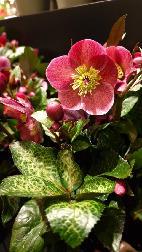 Christrosen, hier: Helleborus x iburgensis (Schneerose)