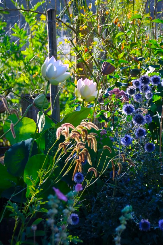 Lotusblüten kombinieren