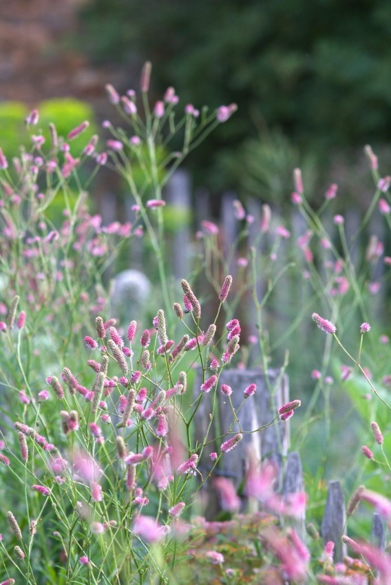 Blütenformen Schleier