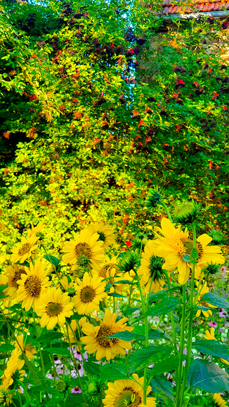 Einen bunten Garten im Herbst