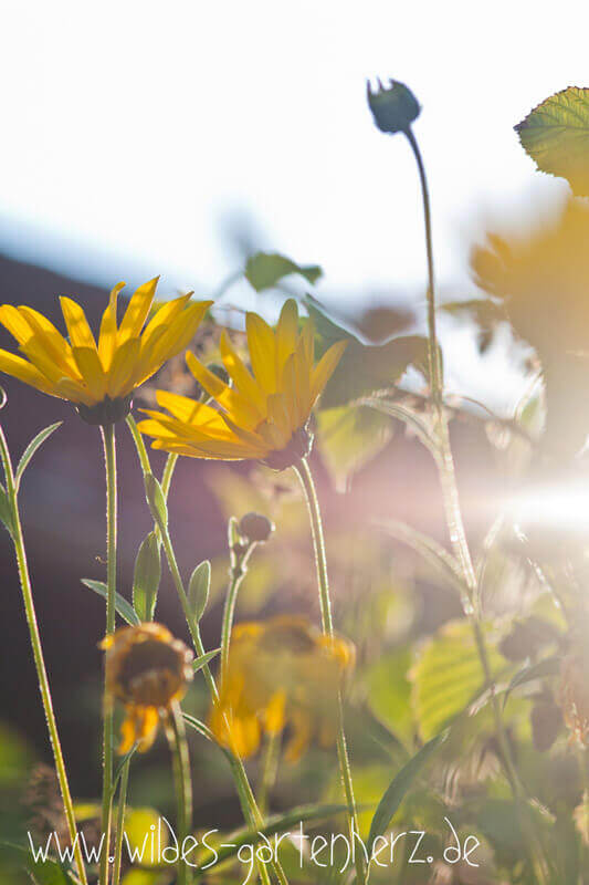 Staudensonnenblume