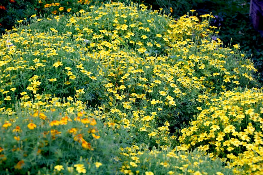 Tagetes