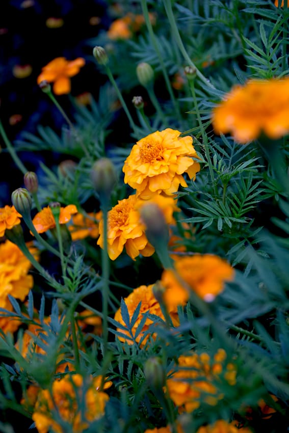 Tagetes von Volmary
