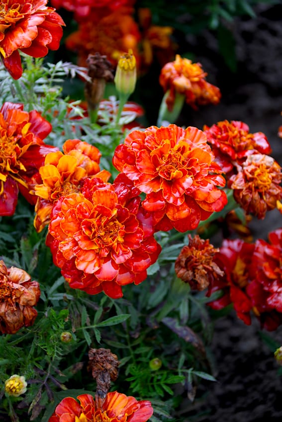 Tagetes von Volmary