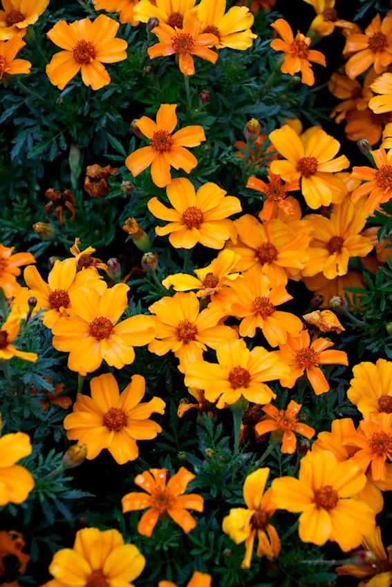 Tagetes von Volmary