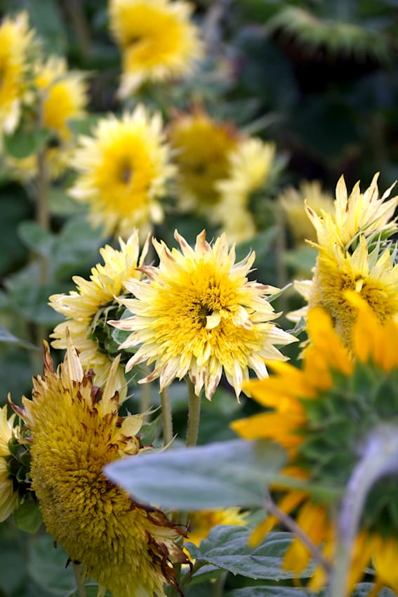 Sonnenblumen bei Volmary