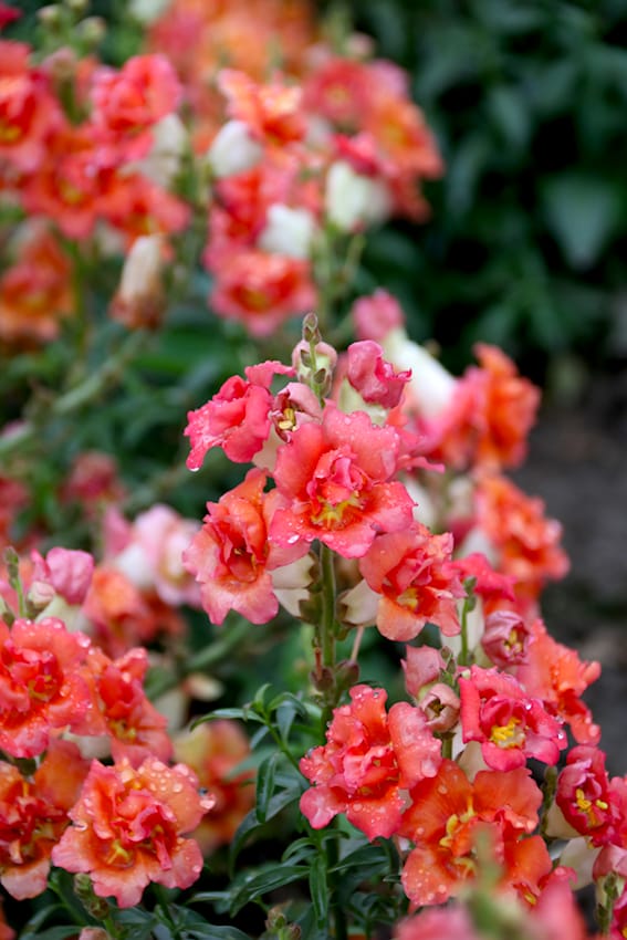 Löwenmäulchen ohne Sortenname