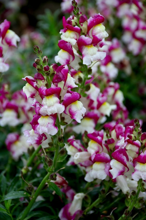 Löwenmäulchen bei Volmary