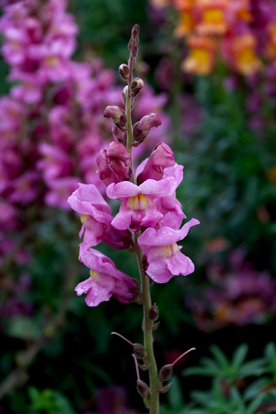 Löwenmäulchen bei Volmary
