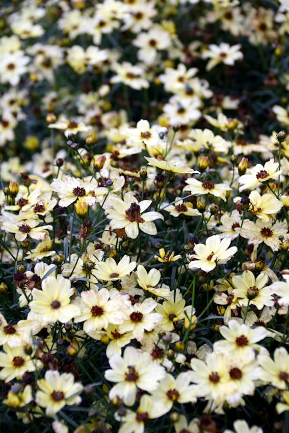Coreopsis