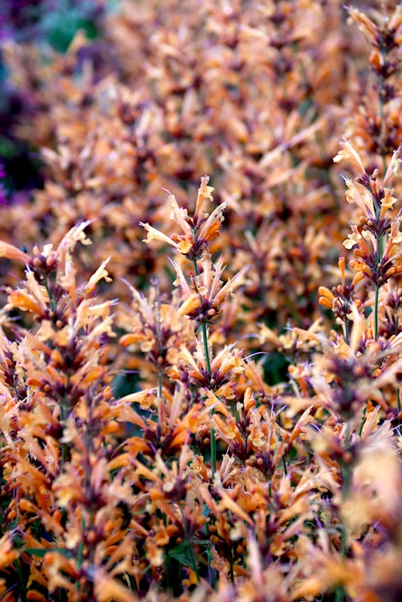 Agastache