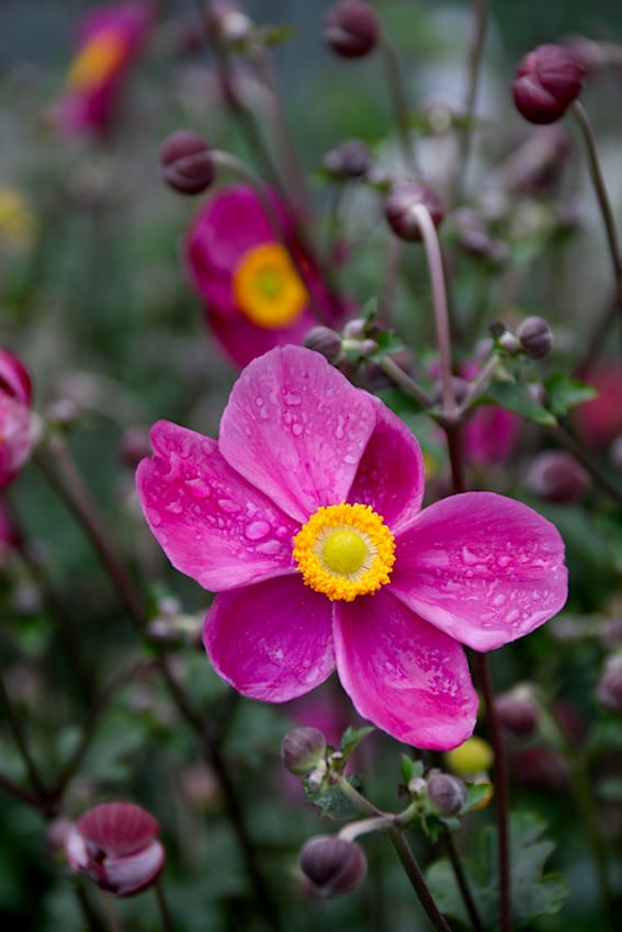 Chinesische Herbst-Anemone