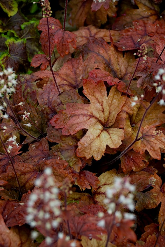 Heuchera bei Volmary