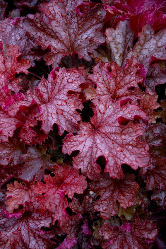 Heuchera bei Volmary
