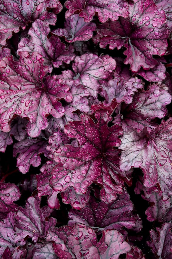 Heuchera bei Volmary