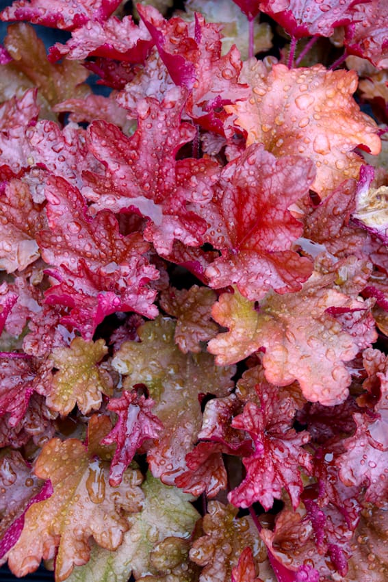Heuchera bei Volmary