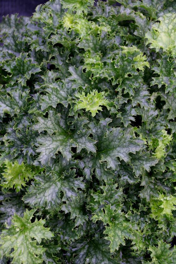 Heuchera bei Volmary