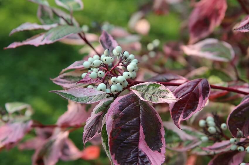 Schattenbeet anlegen