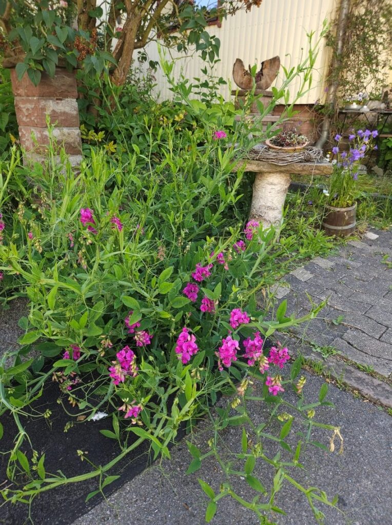 Vorgarten in Zeiten des Klimawandels