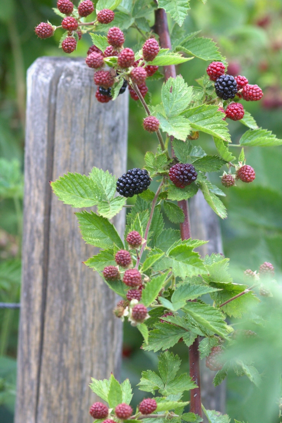 Gartenarbeit im Juli