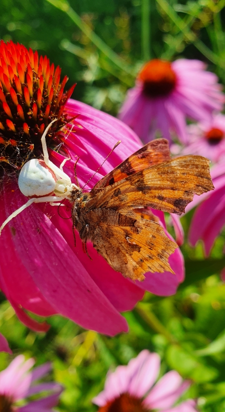 Krabbenspinne mit Schmetterling