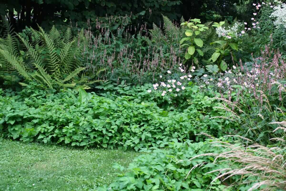Herbst-Anemonen gehören zu den wuchernden Stauden. 