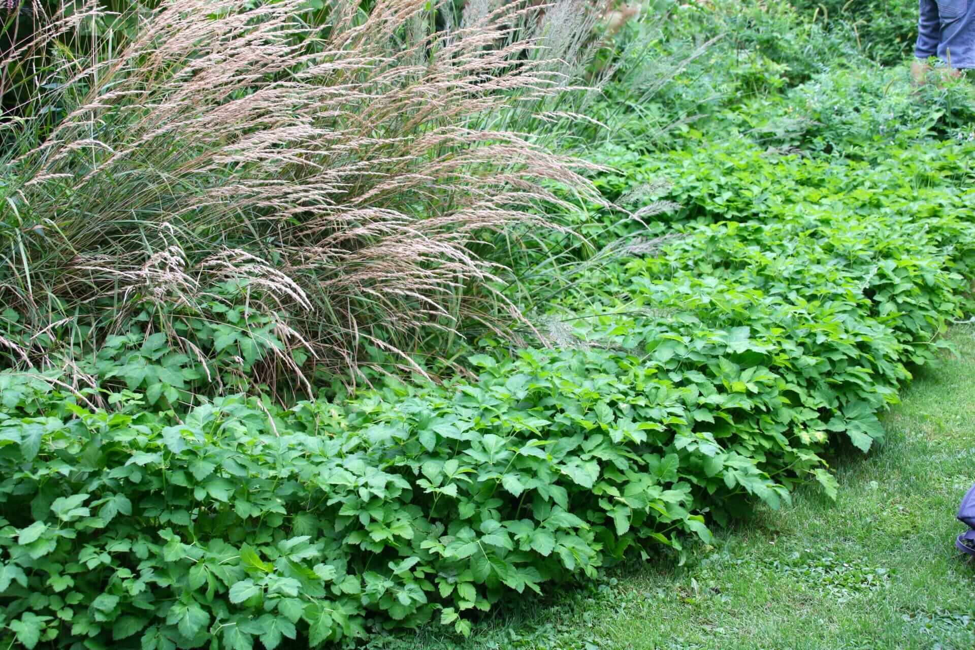 Giersch als Staudenbeetumrandung