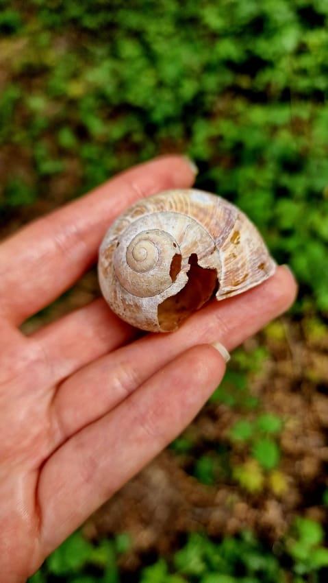 Kaputtes Schneckenhaus - Nacktschnecken