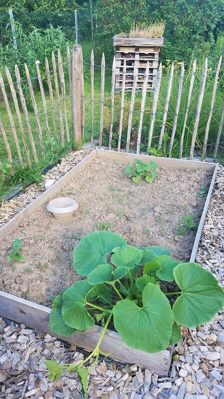 Mulchen mit Miscanthus