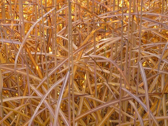 Miscanthus