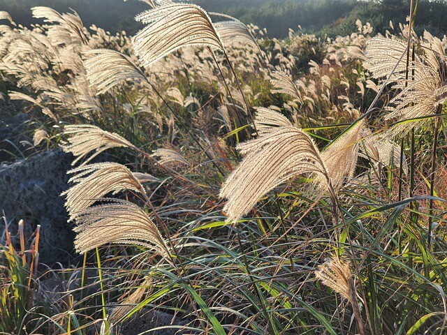 Miscanthus