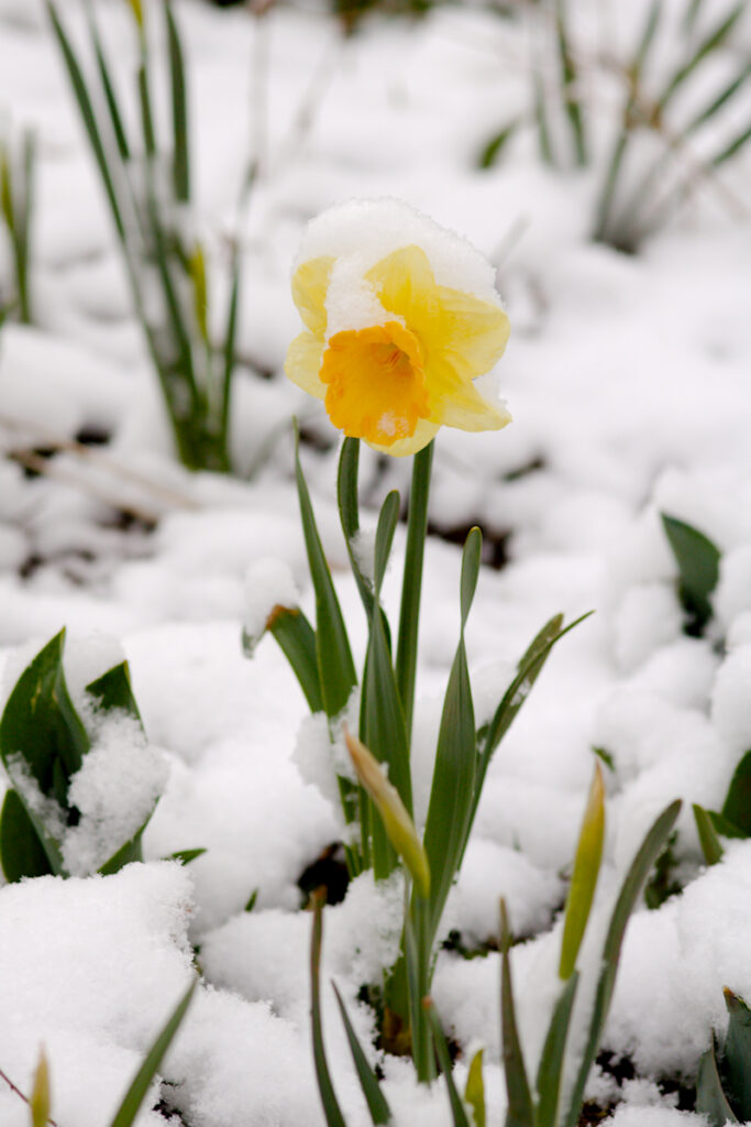 Gartenarbeit im März